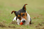 Jack Russell Terrier