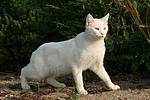 Hauskatze / domestic cat