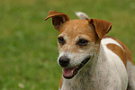 Jack Russell Terrier