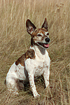 Jack Russell Terrier