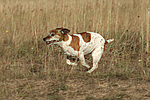 Jack Russell Terrier