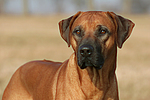 Rhodesian Ridgeback