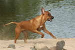 Rhodesian Ridgeback