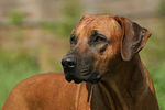 Rhodesian Ridgeback