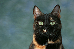 Hauskatze / domestic cat