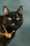 Hauskatze / domestic cat