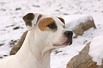 American Staffordshire Terrier Portrait