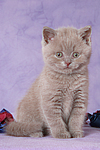 sitzendes Britisch Kurzhaar Kätzchen / sitting british shorthair kitten