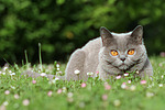Britisch Kurzhaar / british shorthair