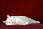 liegender weißer BKH-Mix / lying white domestic cat