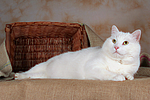 liegender weißer BKH-Mix / lying white domestic cat