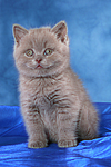 sitzendes Britisch Kurzhaar Kätzchen / sitting british shorthair kitten