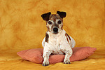 Jack Russell Terrier