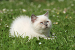 Britisch Kurzhaar Kätzchen / british shorthair kitten