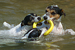 Jack und Parson Russell Terrier / Jack and Parson Russell Terrier