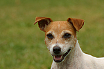 Jack Russell Terrier