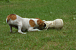 Jack Russell Terrier