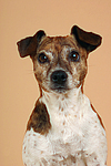 Jack Russell Terrier