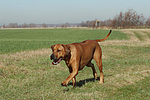 Rhodesian Ridgeback