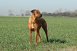 Rhodesian Ridgeback