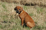 Rhodesian Ridgeback Welpe / rhodesian ridgeback puppy