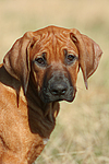 Rhodesian Ridgeback Welpe / rhodesian ridgeback puppy