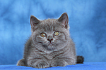 Britisch Kurzhaar Kätzchen / british shorthair kitten