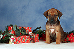 Rhodesian Ridgeback Welpe / rhodesian ridgeback puppy