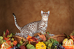 stehende Ocicat / standing Ocicat