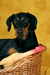 Dobermann Portrait / Doberman Pinscher Portrait