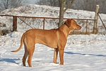 Rhodesian Ridgeback im Schnee / Rhodesian Ridgeback in snow