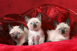 3 Thai Kätzchen / 3 thai kitten