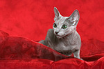 liegende Russisch Blau / lying russian blue