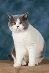 Britisch Kurzhaar / british shorthair