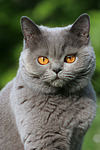 Britisch Kurzhaar / british shorthair