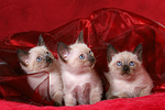 3 Thai Kätzchen / 3 thai kitten