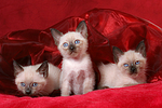 3 Thai Kätzchen / 3 thai kitten