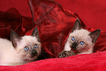 2 Thai Kätzchen / 2 thai kitten