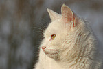 Hauskatze Portrait / domestic cat portrait