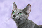 Russisch Blau Portrait / russian blue portrait