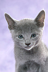 Russisch Blau Kätzchen Portrait / russian blue kitten portrait