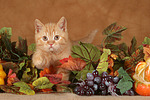 Britisch Kurzhaar Kätzchen / british shorthair kitten