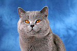 Britisch Kurzhaar / british shorthair