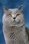 Britisch Kurzhaar / british shorthair