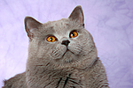 Britisch Kurzhaar / british shorthair