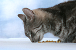 fressende Hauskatze / eating domestic cat