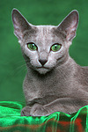 Russisch Blau / russian blue