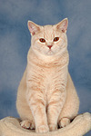 Britisch Kurzhaar / british shorthair