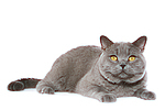 Britisch Kurzhaar / british shorthair