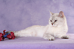 Britisch Kurzhaar / british shorthair